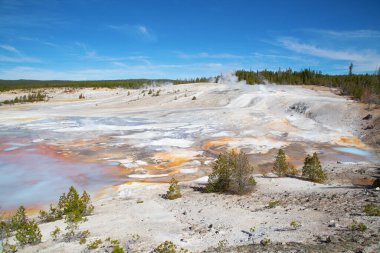 Norris gayzer havzası Yellowstone Ulusal Parkı, ABD