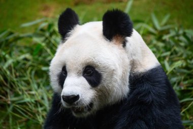 Dev panda bambu yaprakları yiyor.