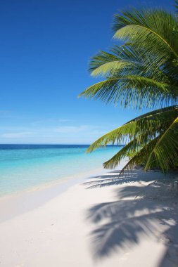 Maldivler 'de küçük bir ada. Palmiyelerle kaplı ve turkuvaz mavisi sularla çevrili. Güzel mercanları ve hayvanları var.