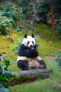 Dev panda bambu yaprakları yiyor.