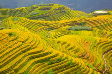 Longsheng Rice Terasları (Dragon 's Backbone) Çin' in Guilin şehrinden yaklaşık 100 km (62 mi) uzaklıkta, Longsheng County 'de bulunmaktadır.