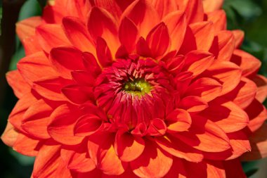 Sabah çiğ damlaları ile renkli yıldız çiçeği