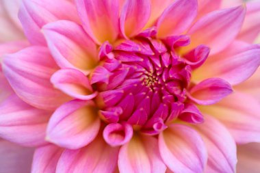 Sabah çiğ damlaları ile renkli yıldız çiçeği