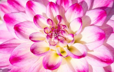 Sabah çiğ damlaları ile renkli yıldız çiçeği