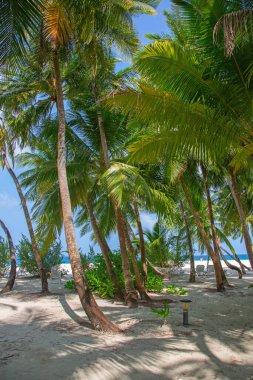 Maldivler 'de küçük bir ada. Palmiyelerle kaplı ve turkuvaz mavisi sularla çevrili. Güzel mercanları ve hayvanları var.