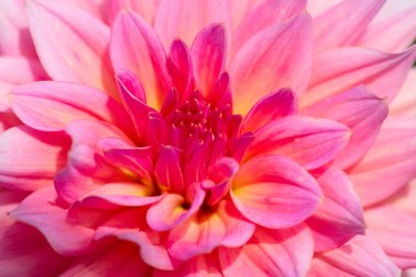 Sabah çiğ damlaları ile renkli yıldız çiçeği