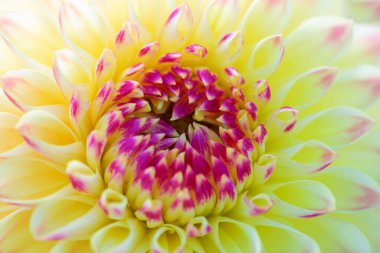 Sabah çiğ damlaları ile renkli yıldız çiçeği