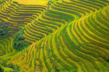 Longsheng Rice Terasları (Dragon 's Backbone) Çin' in Guilin şehrinden yaklaşık 100 km (62 mi) uzaklıkta, Longsheng County 'de bulunmaktadır.