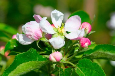 Baharda çiçek açan elma bahçesi
