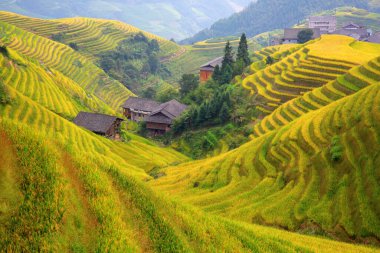 Longsheng Rice Terasları (Dragon 's Backbone) Çin' in Guilin şehrinden yaklaşık 100 km (62 mi) uzaklıkta, Longsheng County 'de bulunmaktadır.