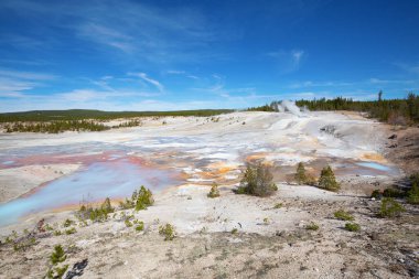 Norris gayzer havzası Yellowstone Ulusal Parkı, ABD