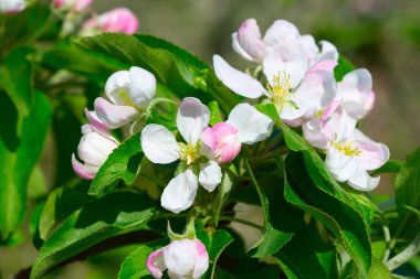 Baharda çiçek açan elma bahçesi