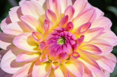 Sabah çiğ damlaları ile renkli yıldız çiçeği