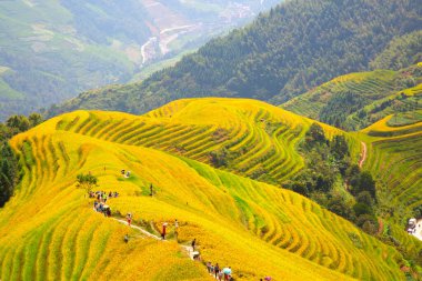 Longsheng Rice Terasları (Dragon 's Backbone) Çin' in Guilin şehrinden yaklaşık 100 km (62 mi) uzaklıkta, Longsheng County 'de bulunmaktadır.