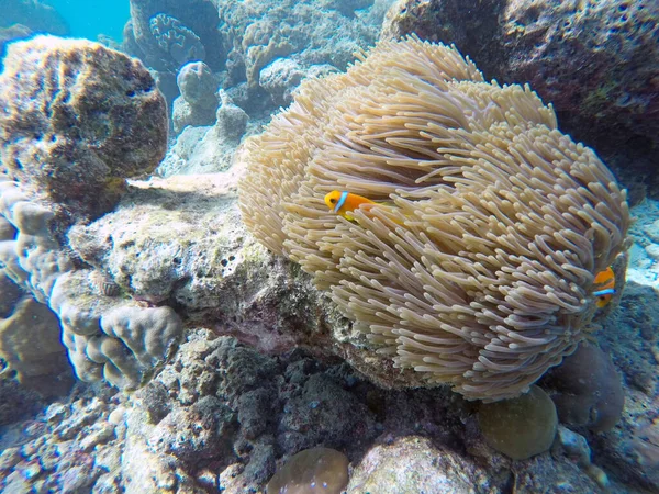 Fałszywy Klown Ocean Indyjski Wyspy Maldicka Klown Ryb Jest Anemonem — Zdjęcie stockowe