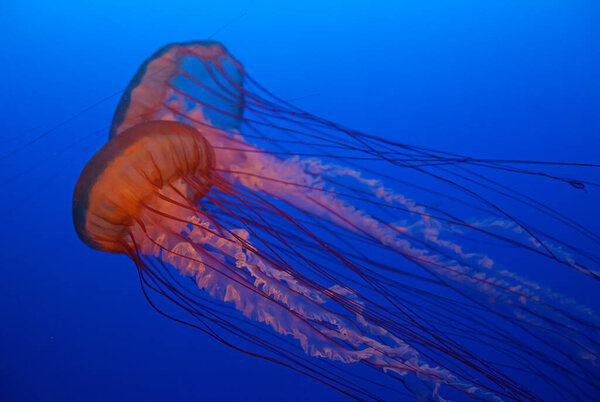 Jellyfish in the deep blue water