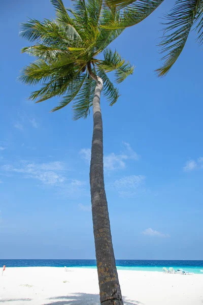 马尔代夫的小岛被棕榈树覆盖着 周围是碧绿的海水 周围有美丽的珊瑚和动物 完美地躲避了寒冷的冬天 — 图库照片