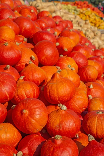 Colección Calabazas Coloridas Mercado Otoñal —  Fotos de Stock