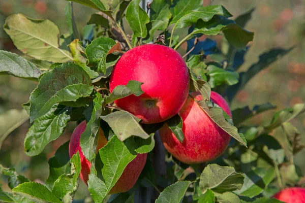 Ogród Jabłkowy Pełen Czerwonych Jabłek — Zdjęcie stockowe