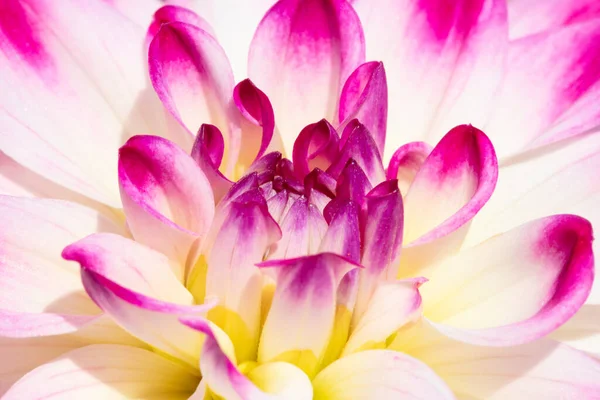Πολύχρωμο Λουλούδι Ντάλια Πρωινή Δροσιά Σταγόνες — Φωτογραφία Αρχείου