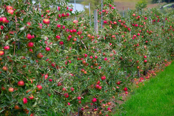Apple Garden Full Riped Red Apples — Stock Photo, Image