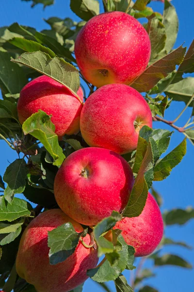 Ogród Jabłkowy Pełen Czerwonych Jabłek — Zdjęcie stockowe