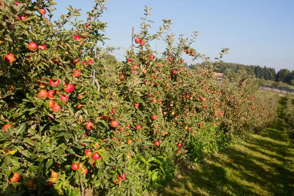 Apple Garden Full Riped Red Apples — Stock Photo, Image