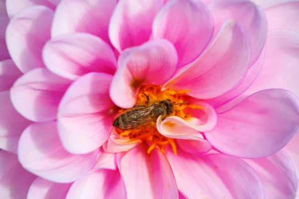 Colorful Dahlia Flower Morning Dew Drops — Stock Photo, Image