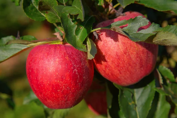 Mela Giardino Pieno Mele Rosse Maturate — Foto Stock