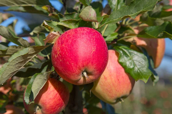 Appeltuin Vol Gerijpte Rode Appels — Stockfoto