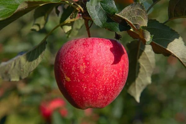 Appeltuin Vol Gerijpte Rode Appels — Stockfoto