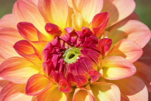 Colorful Dahlia Flower Morning Dew Drops — Stock Photo, Image