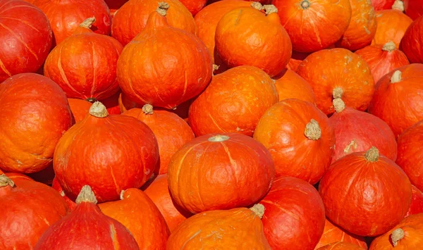 Collection Citrouilles Colorées Sur Marché Automne — Photo