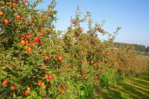 Mela Giardino Pieno Mele Rosse Maturate — Foto Stock