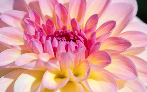 Sabah Çiğ Damlaları Ile Renkli Yıldız Çiçeği — Stok fotoğraf