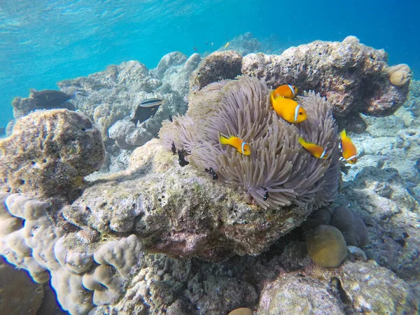 Falsk Clownfisk Indiska Oceanen Maldiverna Öar Clownfisk Anemonfisk Som Lever — Stockfoto