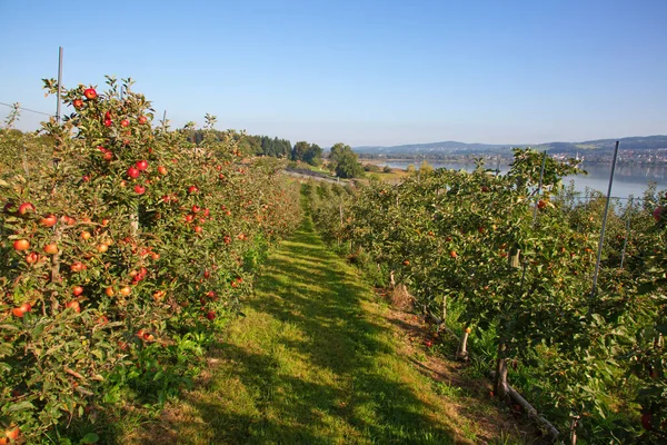 Apple Garden Full Riped Red Apples — Stock Photo, Image