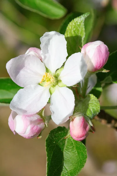 Jardim Maçã Florescente Primavera — Fotografia de Stock