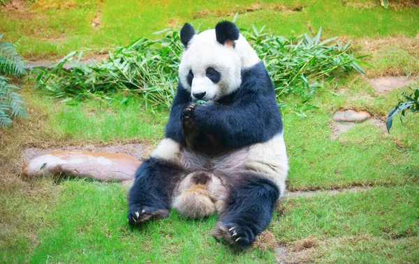 Urso Panda Gigante Comendo Folhas Bambu — Fotografia de Stock