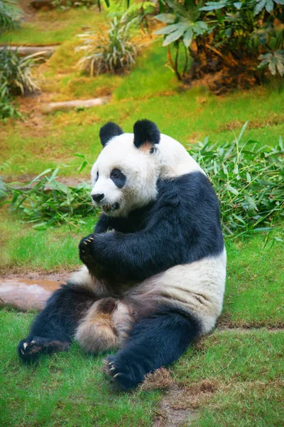 Γιγάντιο Πάντα Αρκούδα Τρώει Φύλλα Μπαμπού — Φωτογραφία Αρχείου