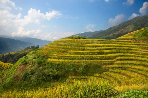 Longsheng Rice Terraces Espinha Dorsal Dragão Também Conhecido Como Longji — Fotografia de Stock