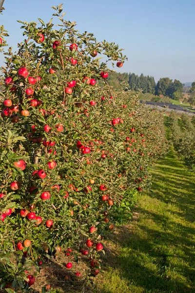 Apple Garden Full Riped Red Apples — Stock Photo, Image