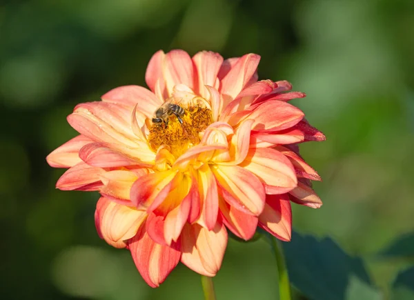 Colorful Dahlia Flower Morning Dew Drops — Stock Photo, Image