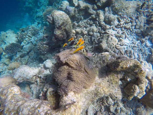 False Clown fish, Indian ocean, Maldive islands. Clown fish is anemone fish living in symbiotic relations with anemones