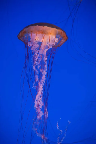 Medusas Las Aguas Azules Profundas —  Fotos de Stock