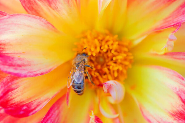 Colorful dahlia flower with morning dew drops
