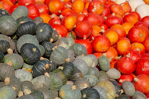 Colección Calabazas Coloridas Mercado Otoñal —  Fotos de Stock