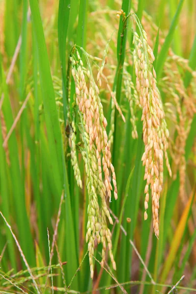 Longsheng Rice Terraces Dragon Backbone Also Known Longji Rice Terraces — Stock Photo, Image