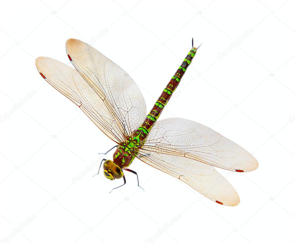 Colorful dragonfly isolated on white background