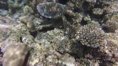 Mercan üzerinde sevimli kaplumbağa.